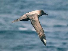 Light-mantled Sooty Albatrosses regularly dive in order to feed and can dive to below 12 m.