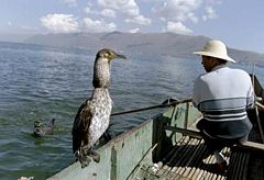 A man with fishing cormorant