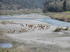 A herd of Roosevelt Elk in Redwood National and State Parks, California.