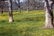 Oak Savanna, United States