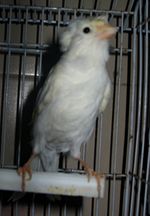 White Andalusian Canary