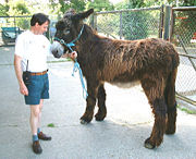 Poitou Donkey