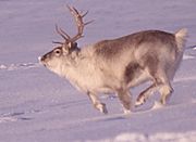 Female reindeer