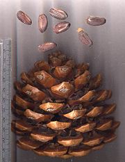 Stone Pine cone and seeds