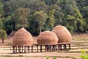 Haystacks on stilts in Paddy fields, North Kanara, India