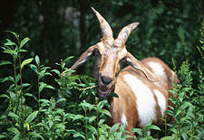 Goats, like almost all animals, synthesize their own ascorbic acid.