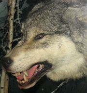 A stuffed Grey Wolf on display at the Patuxent Wildlife Research Center.