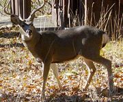 Mule deer near Wawona