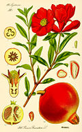 Illustration by Otto Wilhelm Thomé, 1885.