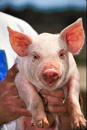 Baby domestic pig