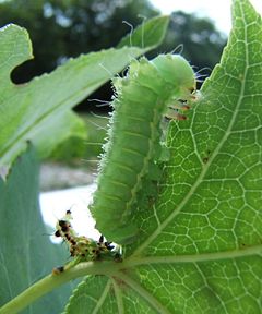 A Luna moth caterpillar just after ecdysis. The old exoskeleton is visible behind it.