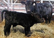 Newly born Angus calf with mother
