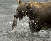 Brown bear feeding on salmon.