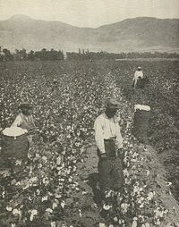 Picking cotton in southeastern United States, early twentieth century