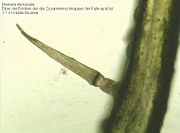 Closeup of one of the hinged trigger hairs