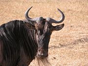 A wildebeest in Tanzania.