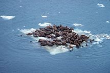 Walrus (Odobenus rosmarus divergens'), hauled out on Bering Sea ice, Alaska, June 1978. (Source: NOAA)
