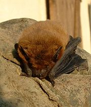 Common pipistrelle, Pipistrellus pipistrellus