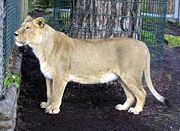 An Asiatic Lioness Panthera leo persica, named Moti, born in captivity in Helsinki Zoo (Finland) in October 1994; she arrived at Bristol Zoo (England) in January 1996.