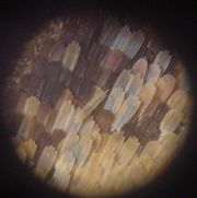 Butterfly wing scales, microphotography