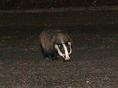 Eurasian badger
