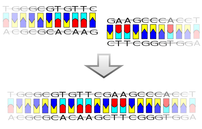 Image:Blunt ligation.svg