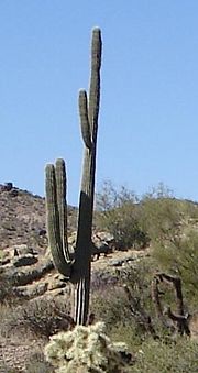 Saguaro in Arizona, USA.