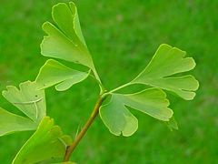 Ginkgo leaves