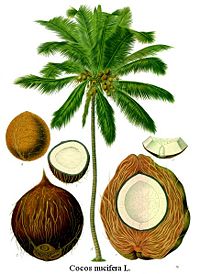 Coconut Palm (Cocos nucifera)
