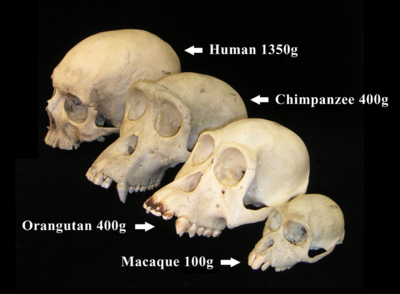 Human evolution - New World Encyclopedia