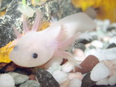 The axolotl serves as model organism for research