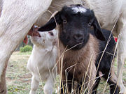 Baby domestic goat