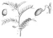 Drawing of chickpea plant by Paul Hermann Wilhelm Taubert (1862 – 1897)