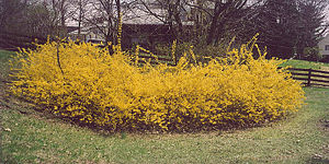 The large size of a single, 50-year old forsythia