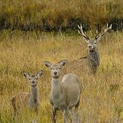 Male and female red deer