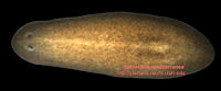 The planarian Schmidtea mediterranea
