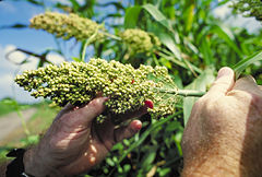 A grain sorghum cultivar.