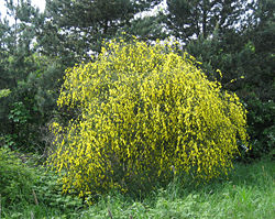 A broom shrub in flower.