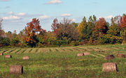 A hayfield in autumn, these bales have been left in the field, exposed to weather, and some are rotting. Not all animals can safely eat hay with rot or mold