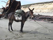 a mule