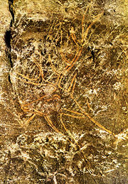 Engraved stag