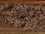Nursery roost of mouse-eared bats, Myotis myotis