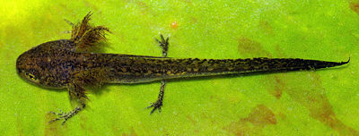Alpine newt larva