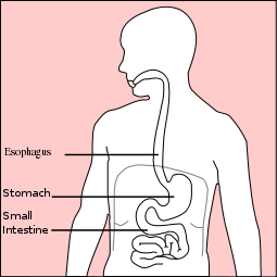 Image:Stomach diagram.svg