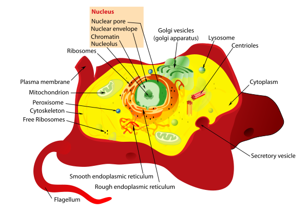 animal cell organelles diagram. diagram animal cell
