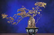 Root-over-rock style maple