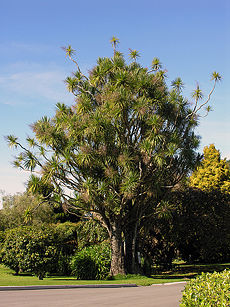 Cabbage tree.