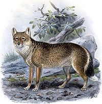 Falkland Island fox