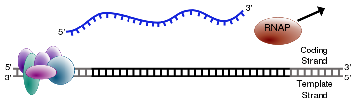 Image:Simple transcription termination1.svg
