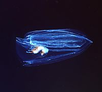 Siphonophora – the "conveyor belt" of the developing larvae and the ovarium can be seen